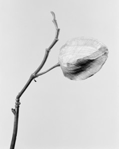Robert Voit, »Physalis alkekengi, Lampionblume«, 2014, Foto: © Robert Voit